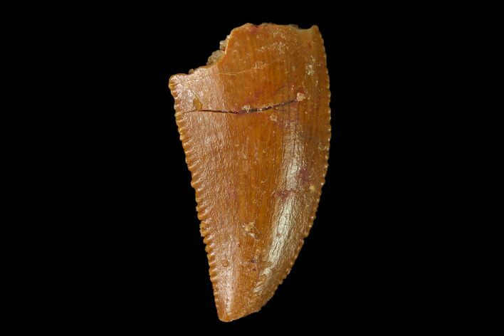 Serrated, Raptor Tooth - Real Dinosaur Tooth #163850